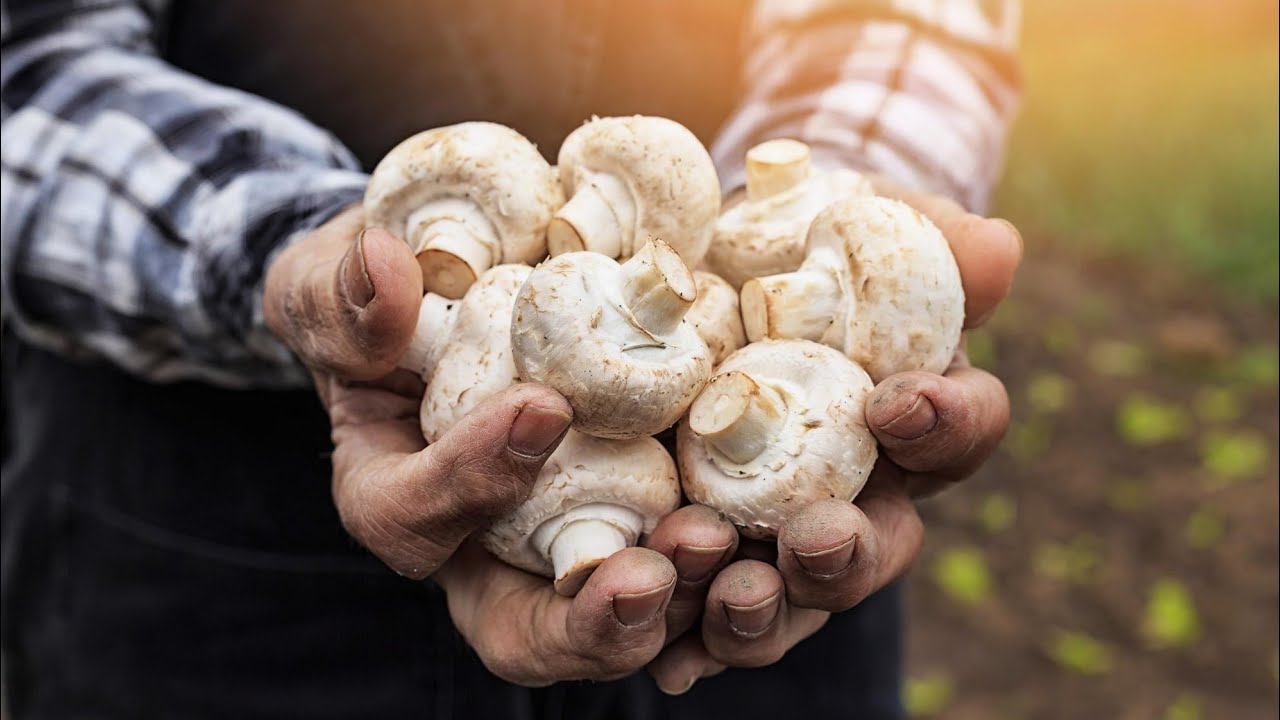 زراعة الفطر منزليا بطريقة مبسطة..