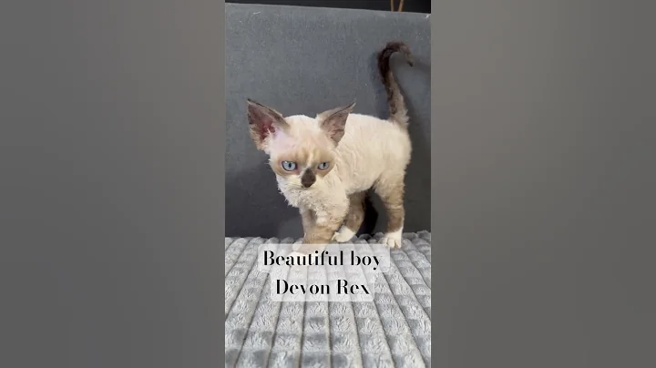 Watch the video about Beautiful boy Devon Rex. #cat #kitten #devonrex #catlover #cute #cutecat #funnycats