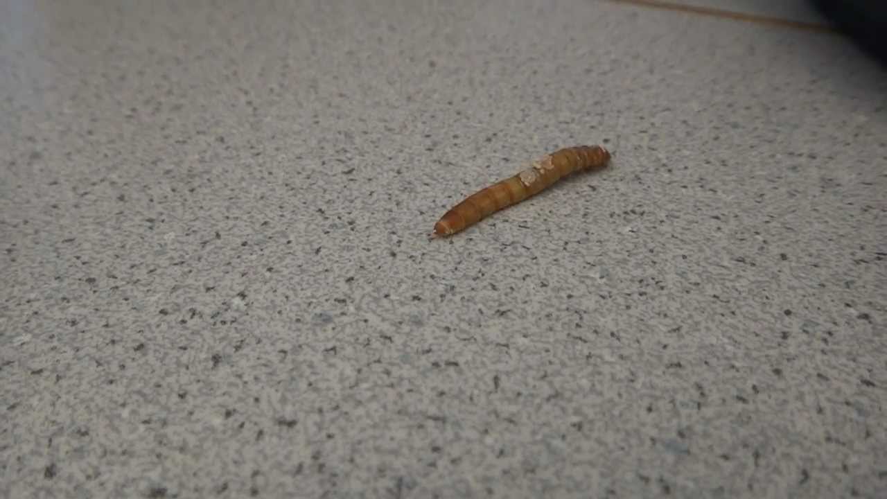 Fast Mealworm YouTube