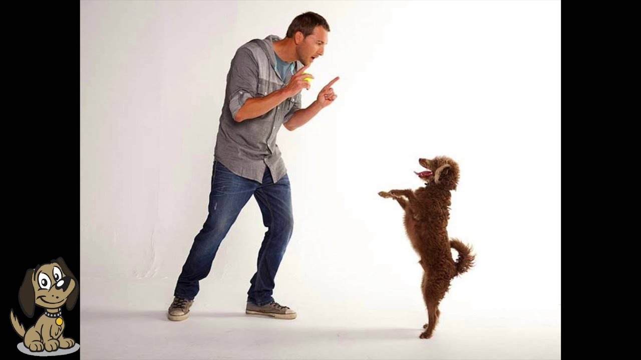 Dog Training Perth - We are Expert wih Puppy & Adult Dogs