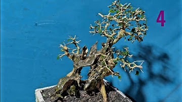 Clip ngày 27/11-Tổng hợp cây khai thác giao lưu- sdt (0902925428)