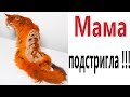 Лютые приколы. МАМА ПОДСТРИГЛА!!! Самое смешное видео! Засмеялся проиграл! – Domi Show!