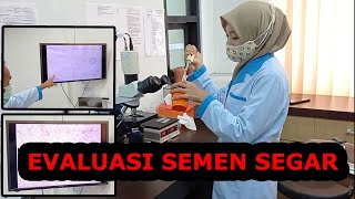Proses Evaluasi Semen segar (Mikroskopis) #Part3