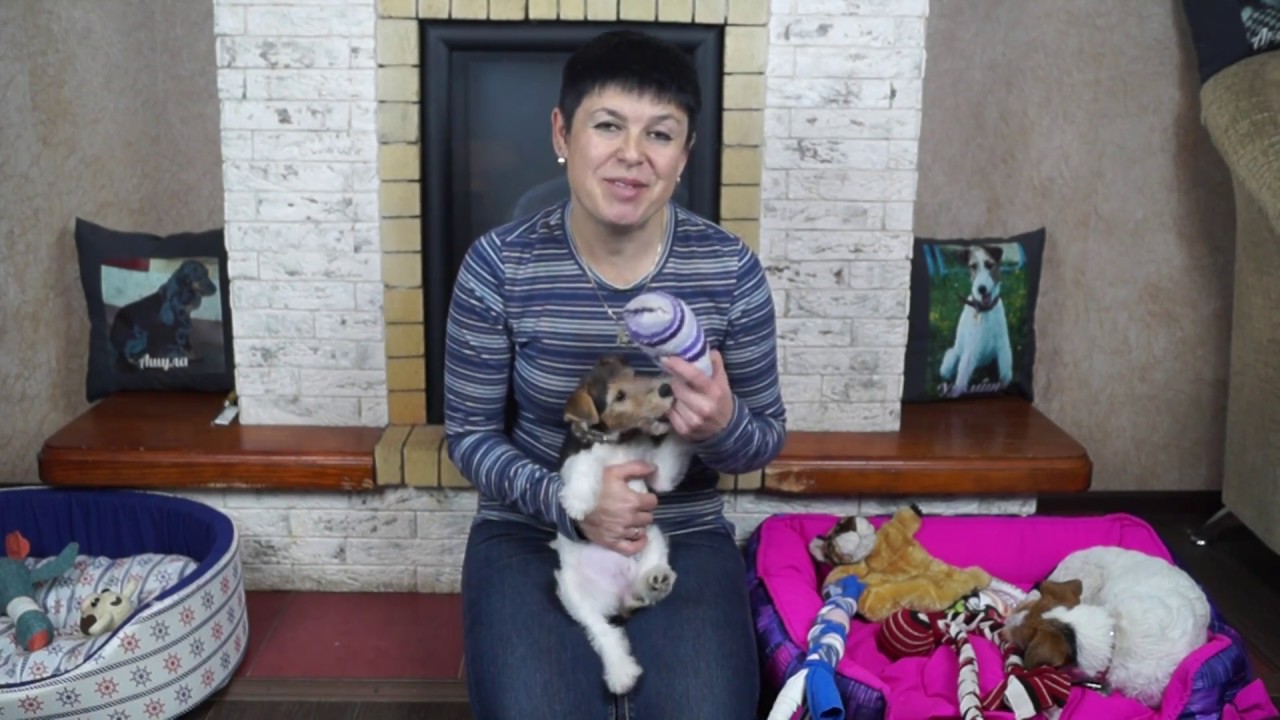 питомцы кукол лол DIY ИГРУШКИ ДЛЯ СОБАК