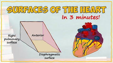 Surfaces of the Heart