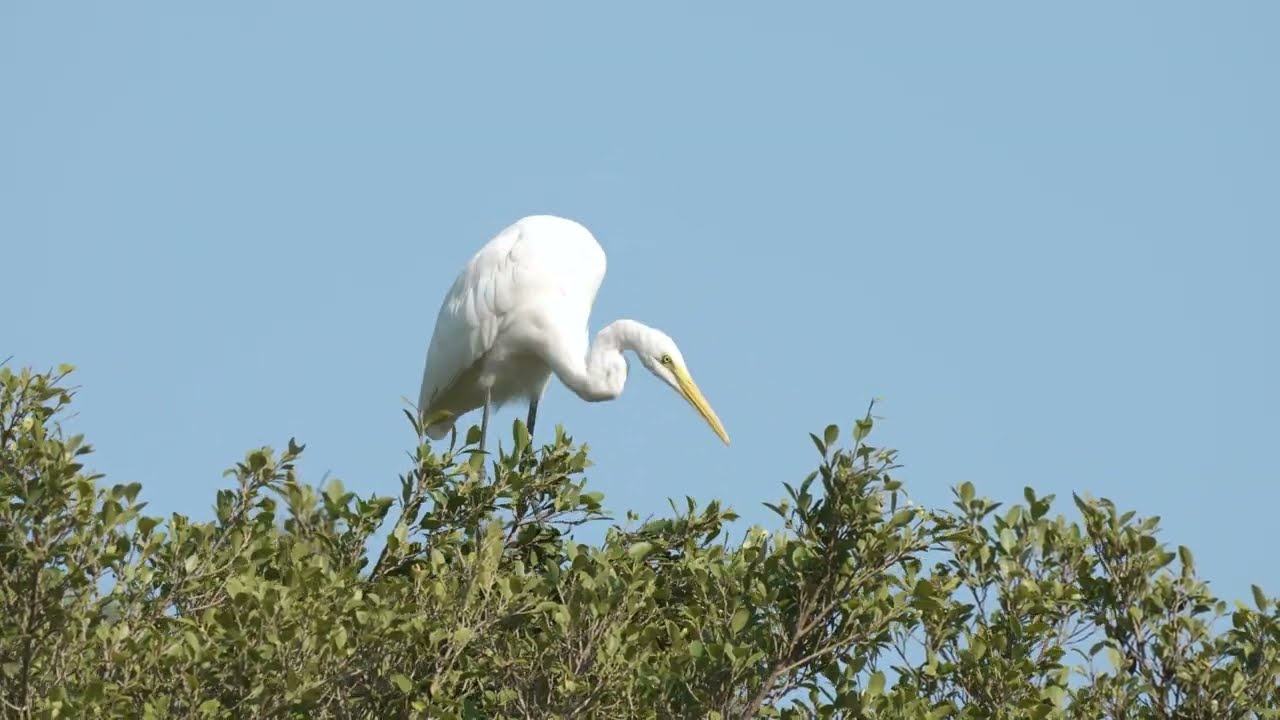 洪湖公园大白鹭