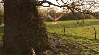 Chickens Flying Up To Roost In Tree