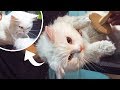 Cat Turns Wild Getting Groomed