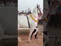 च न न म च न न म व यरल घ ड क ड स Horsedance Viralvideo Chunni Trendding Dancinghourse