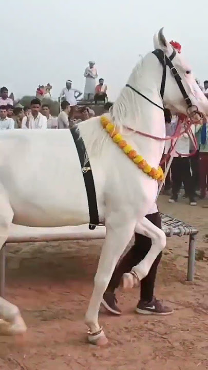 चुन्नी में चुन्नी में वायरल घोड़े का डांस #horsedance #viralvideo #chunni #trendding #dancinghourse