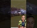 Monotremados