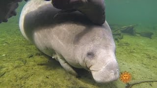 Nature: Manatees in Blue Spring State Park