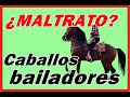 ❌Como doman los CABALLOS BAILADORES 😥MALTRATO A LOS CABALLOS de MÉXICO❓ Como enseñar bailar un potro