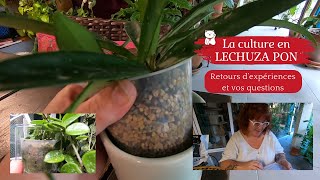 La culture en LECHUZA PON 🌿 Mes retours d'expériences | Je répond à vos questions | Et on applique 😉