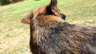 How To deShed your German Shepherd Dog