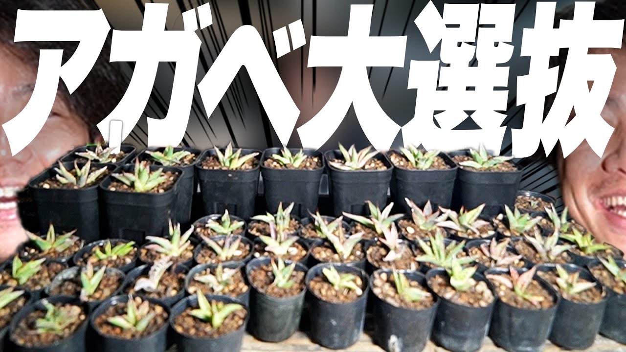 【実生】自分で種を蒔いたアガベが成長しすぎてたので選抜してみた[アガベ][観葉植物][多肉植物]