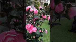 Camellia E.G. Waterhouse beautiful light pink flowers are blooming now 🌸🌸🪴