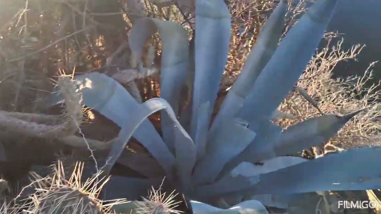 واولوت (بركان)