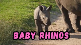 Cooldown with this compilation of BABY RHINOS by Cooldown Compilation 1,315 views 4 months ago 3 minutes, 27 seconds
