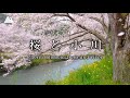 【癒し映像＆音】桜が舞い散り鳥が鳴く小川でお花見  ［4時間］