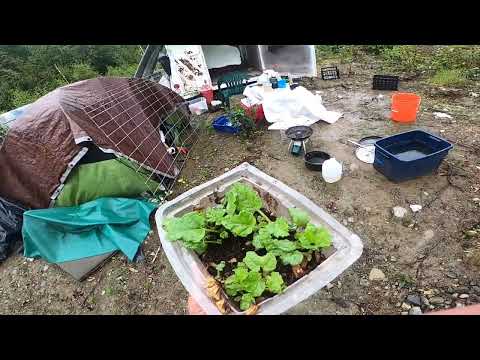 Video: Sakupljanje sjemena Gunnere za sadnju - Kako razmnožiti Gunneru iz sjemena
