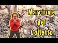 Pomodoro in Vaso [2×6] Marciume del Colletto 😬