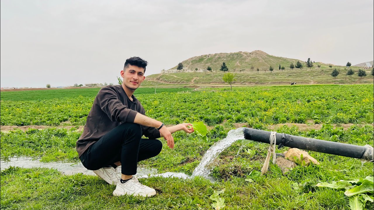 كاني كوردان🥬 موسم الخس￼