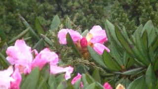 1060519合歡主峰半山腰玉山杜鵑花況 1