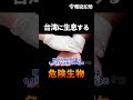 台湾の危険な毒蛇! タケアオハブ #Shorts