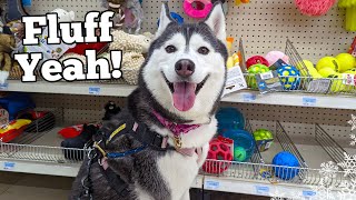 Treating My Dog To A Special Day | Dog Vlog