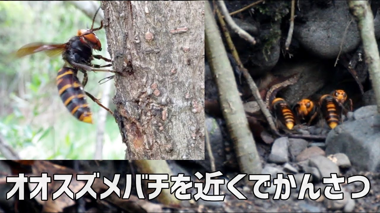 オオスズメバチの女王を観察してみた How Big Is A Japanese Queen Wasp Youtube