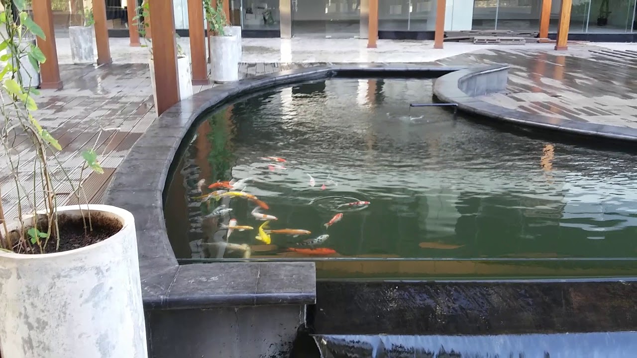 Kedalaman Kolam Ikan Koi : 30 Cara Budidaya Ikan Koi Di Kolam Tanah