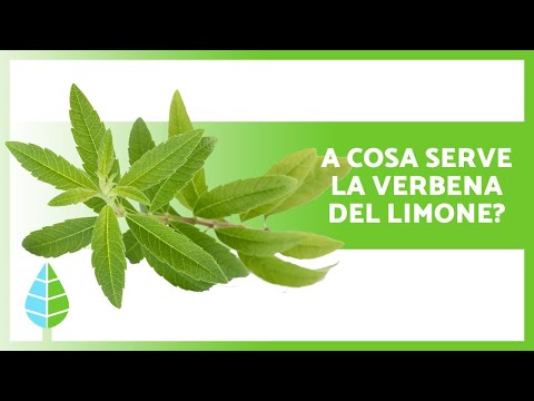 Video: Quali sono i benefici della verbena al limone?