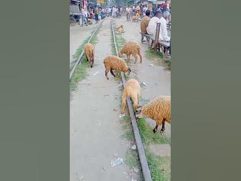 I know Animal 