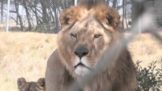 UPDATE FOUR PAWS lion rescue: a few days after the transfer