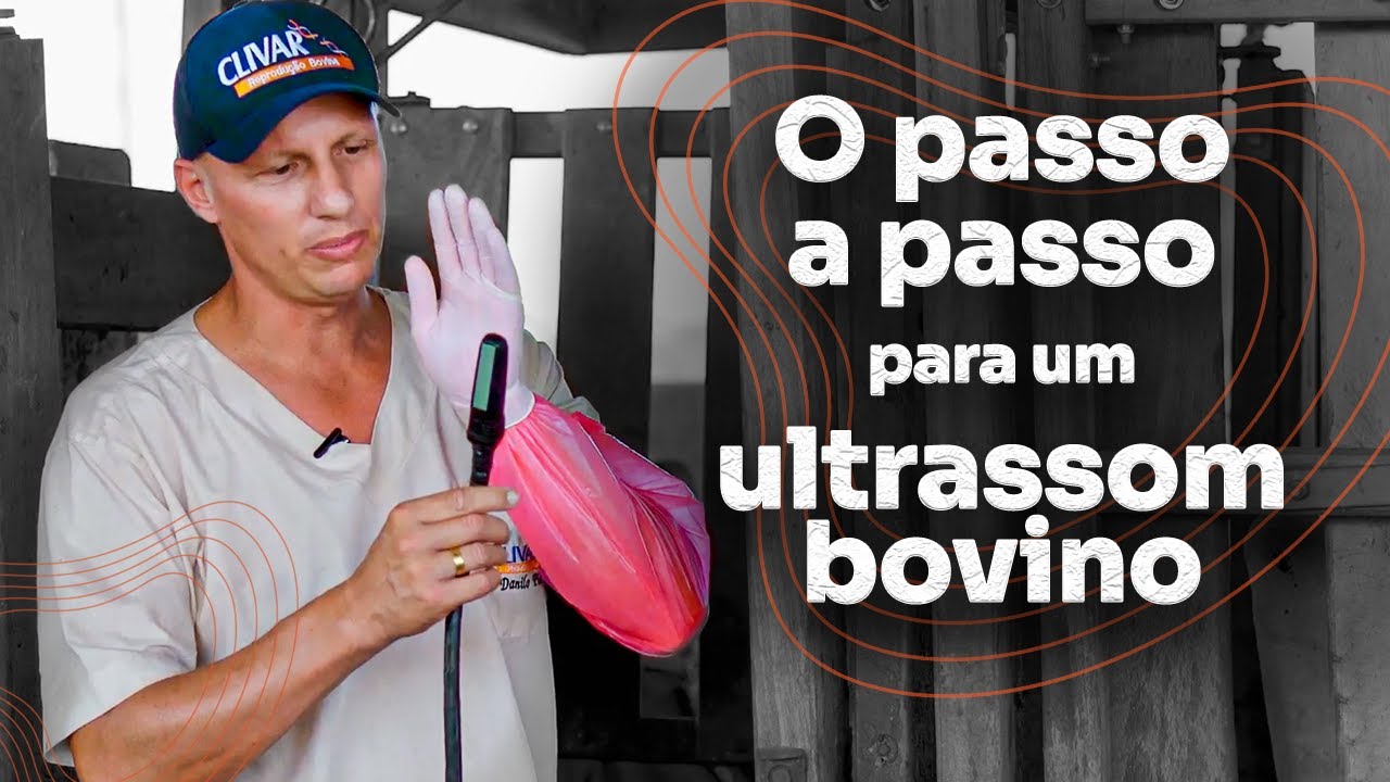 Esse é o passo a passo para realizar o ultra-som bovino.