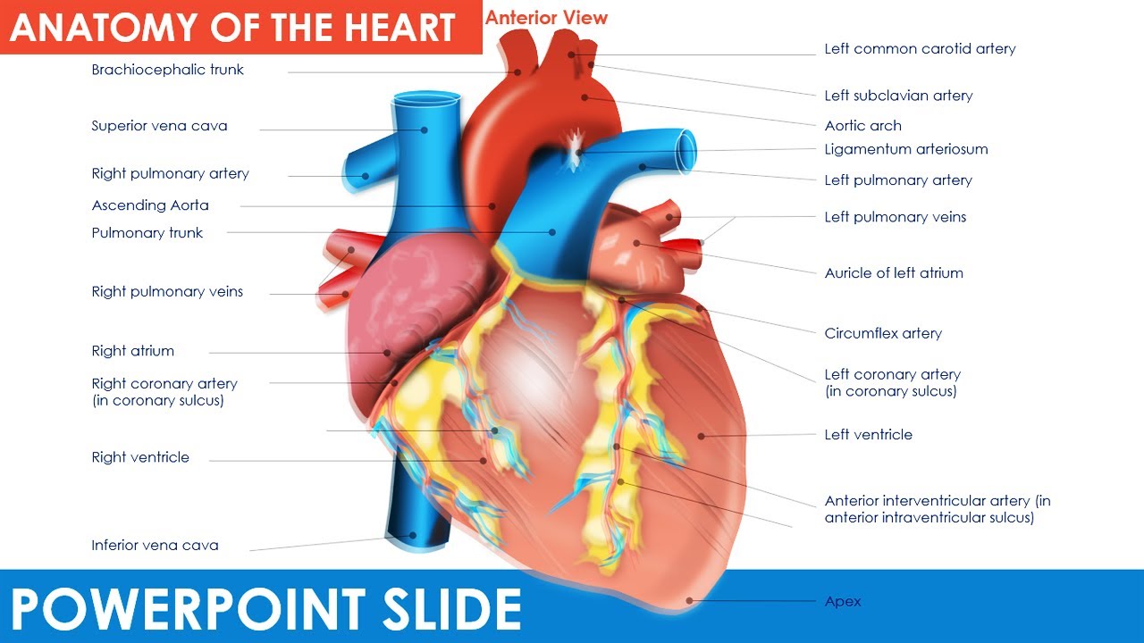 Anatomy Of The Heart Powerpoint Template Free Download Powerpoint University Youtube