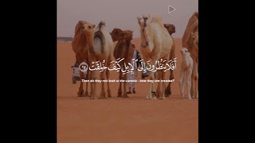 "أفلا ينظرون إلى الإبل كيف خلقت " تلاوة خاشعة الشيخ د. ياسر الدوسري | حالات واتساب | whatsapp status