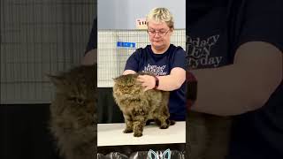 Selkirk Rex Longhair at the cat show #shorts