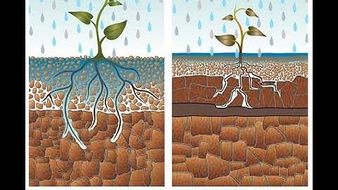 Arbor Image Aeration