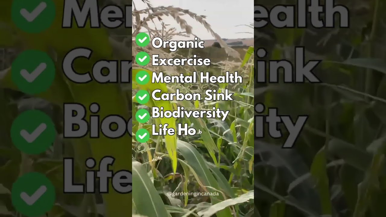 Start A Garden You Won T Regret It 