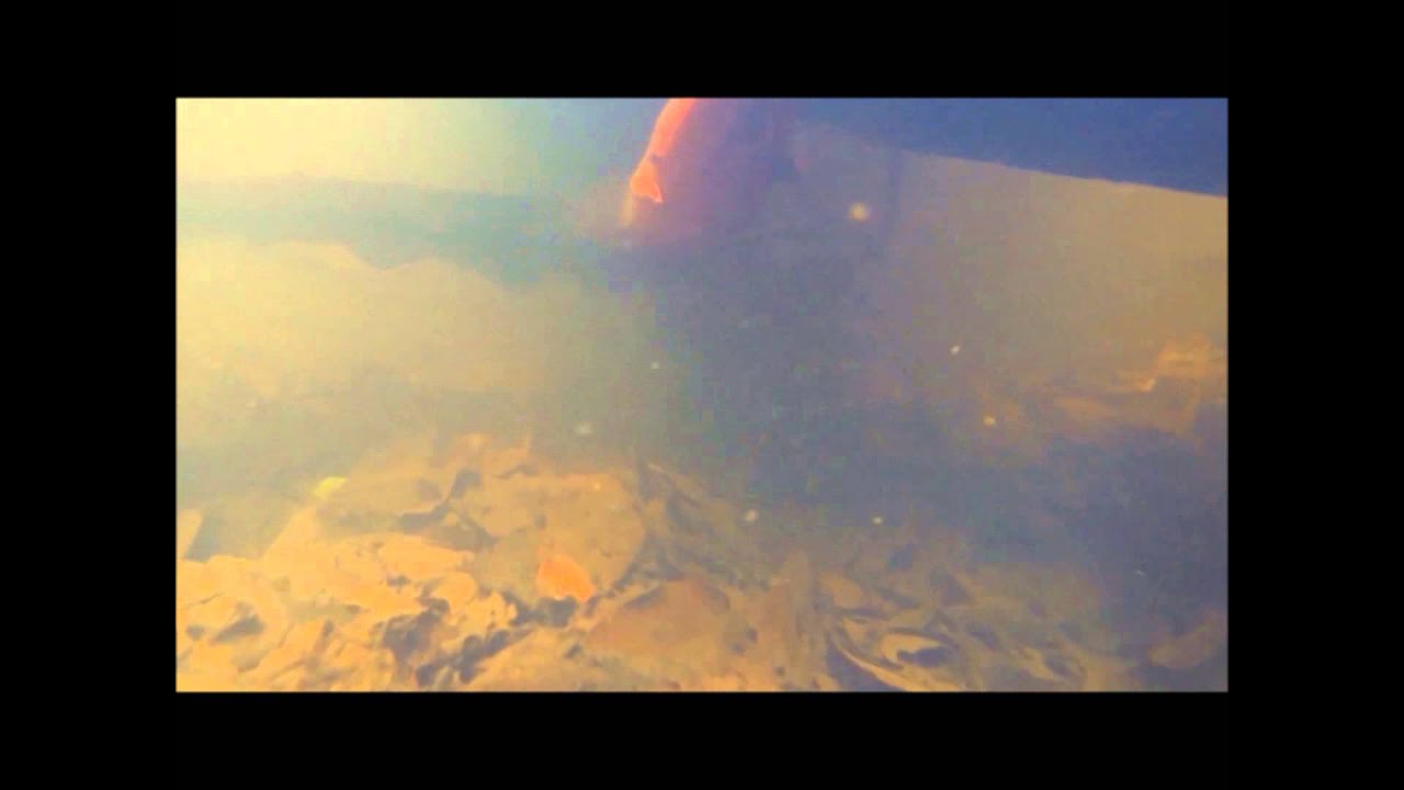 Electric eels in natural environment YouTube