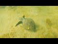 Mergulho na Praia da Sereia procurando as Tartarugas