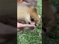 きなこが楽器になる!? #pomeranian #ポメラニアン #きなこ #shorts #小型犬