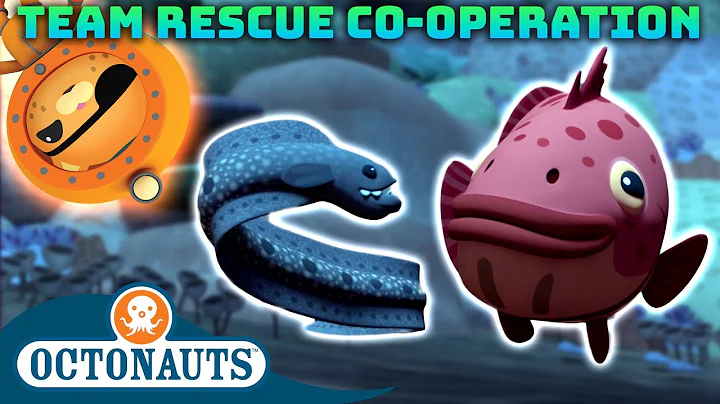 ​@Octonauts - Team Rescue Co-operation | 60 Mins+ Compilation | Underwater Sea Education