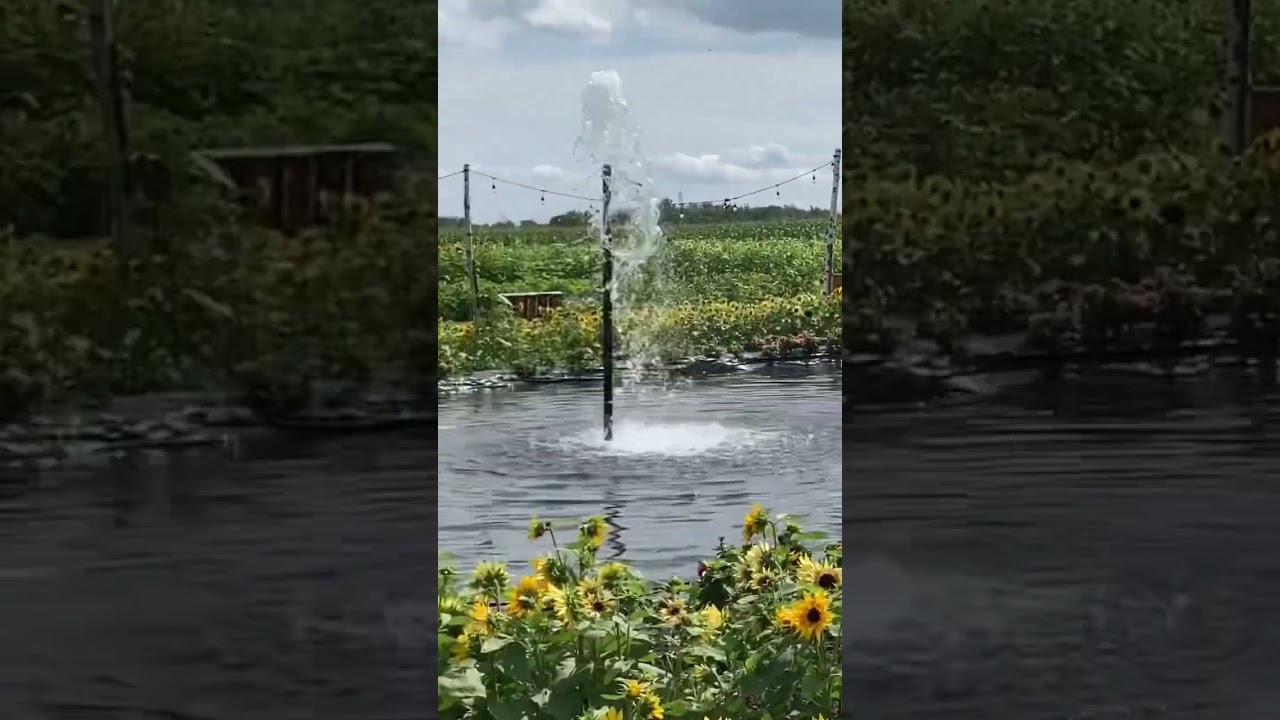 Sunflower Picking - Cute Date Idea 🥰 