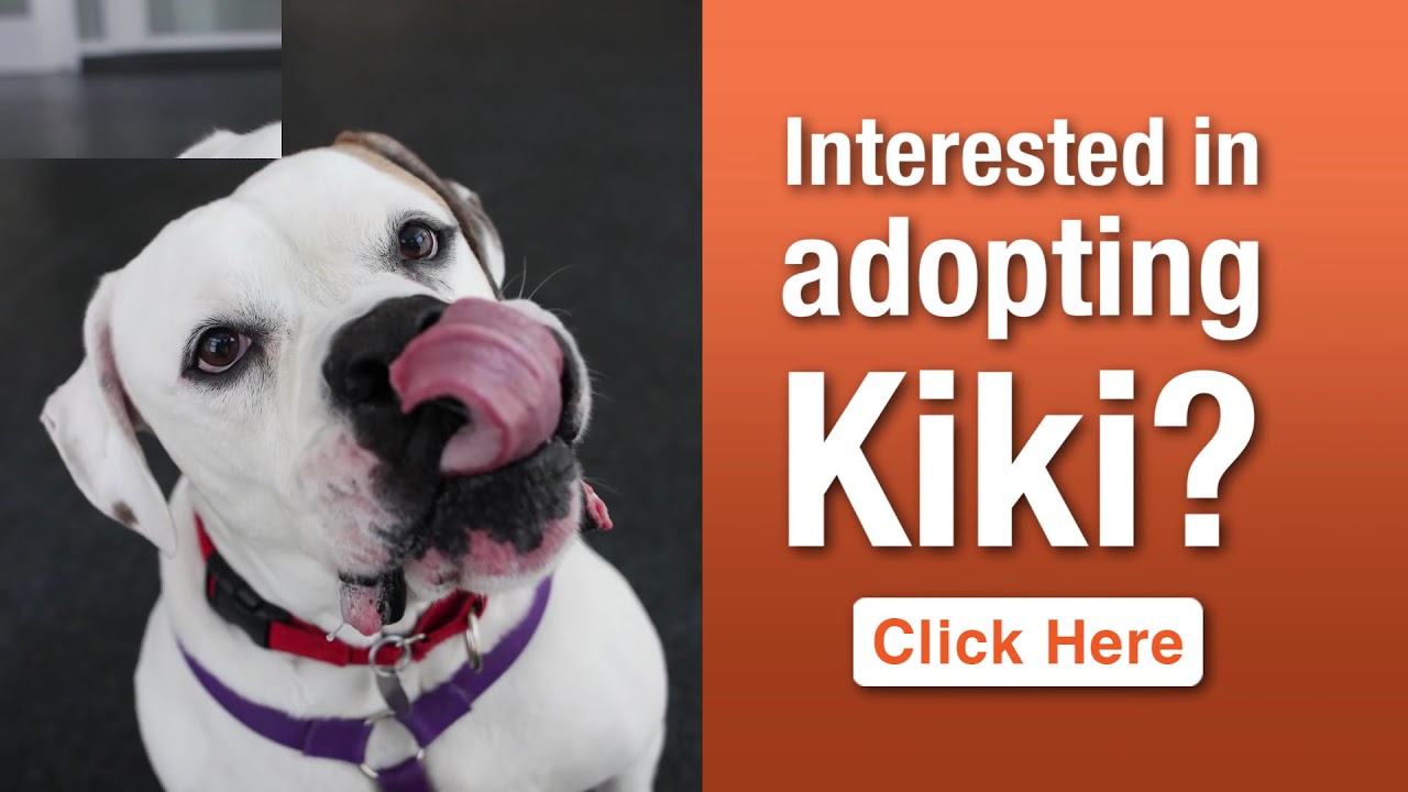 aspca near me Meet Kiki, the ASPCA Pet of the Week