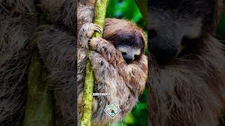 🌿 Explore the Magic of Sloth Park in Costa Rica! 🦥✨ 🌿 Explore the Magic of Sloth Park in Costa Rica! 🦥✨