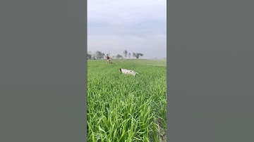 HUNTING BATAIR ￼WITH BEST ENGLISH POINTER NITTING QUAIL IN PAKISTAN #shorts