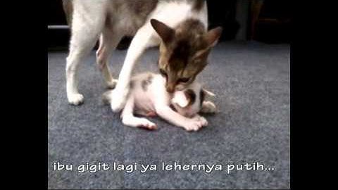 Bukan bang toyib